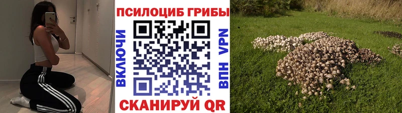 закладки  Верещагино  Галлюциногенные грибы Psilocybine cubensis 
